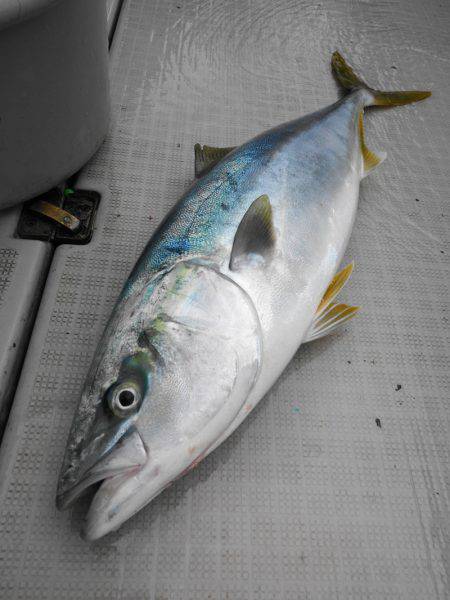 まるいち丸 ZERO-1 釣果