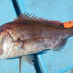 シースナイパー海龍 釣果