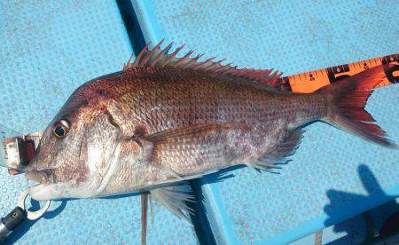 シースナイパー海龍 釣果