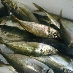 シースナイパー海龍 釣果