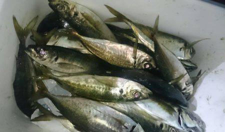 シースナイパー海龍 釣果