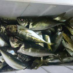 シースナイパー海龍 釣果