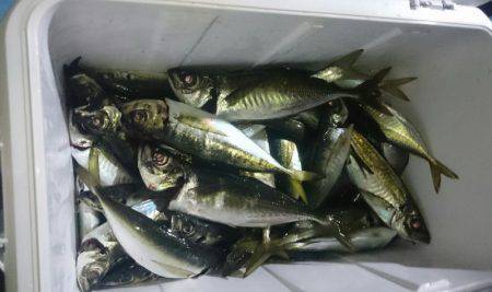 シースナイパー海龍 釣果