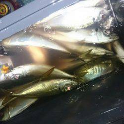 シースナイパー海龍 釣果