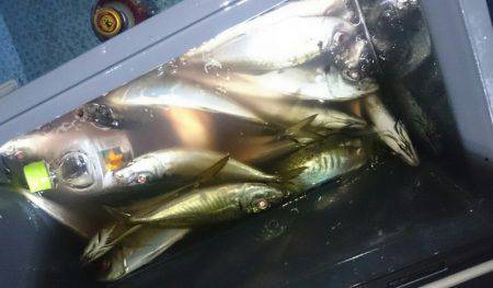 シースナイパー海龍 釣果