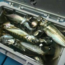 シースナイパー海龍 釣果