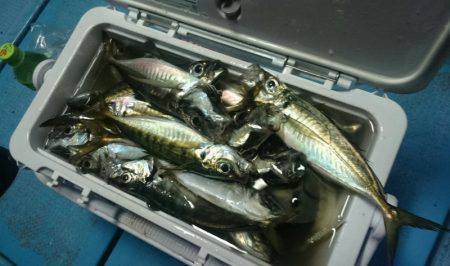 シースナイパー海龍 釣果