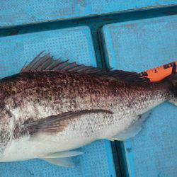 シースナイパー海龍 釣果