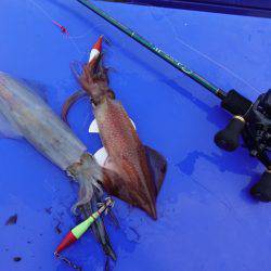 まるいち丸 ZERO-1 釣果