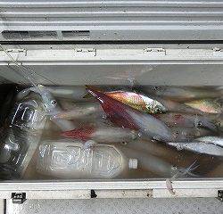 第二清洋丸 釣果