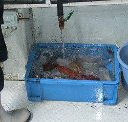 第二清洋丸 釣果