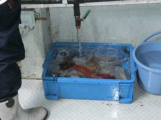 第二清洋丸 釣果