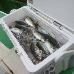 もと明丸 釣果