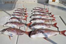 KIM Fishing Guide Ser…