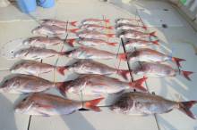 KIM Fishing Guide Ser…