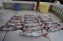 KIM Fishing Guide Ser…