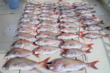 KIM Fishing Guide Ser…