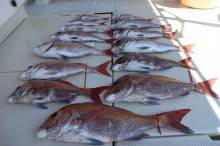 KIM Fishing Guide Ser…