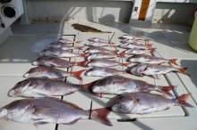 KIM Fishing Guide Ser…