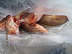 遊漁船 未紗奈 釣果