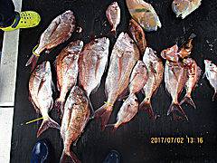 遊漁船 未紗奈 釣果