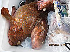 遊漁船 未紗奈 釣果