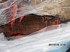 遊漁船 未紗奈 釣果