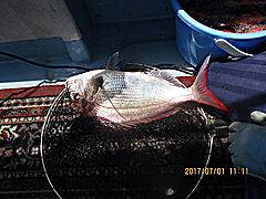 遊漁船 未紗奈 釣果