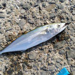 小さすぎるサゴシ