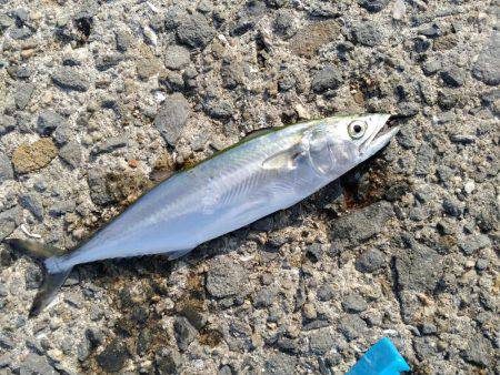 小さすぎるサゴシ