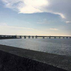 七夕りんくうアジ調査