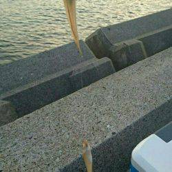 ちょい投げでピンサイズばっかり