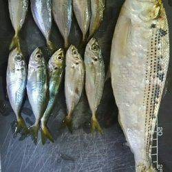 回遊魚とのタイミングが