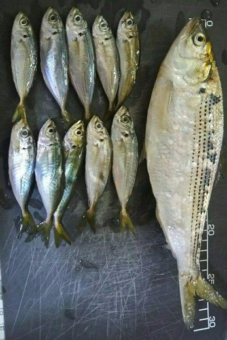 回遊魚とのタイミングが