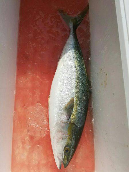 ショアジギング