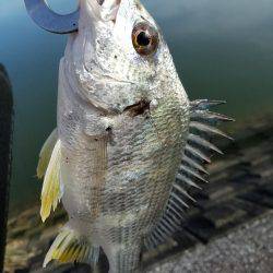 トップチヌ炸裂