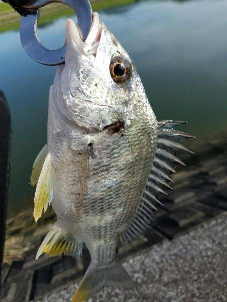 トップチヌ炸裂