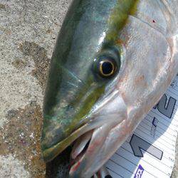 神戸渡船さんにて