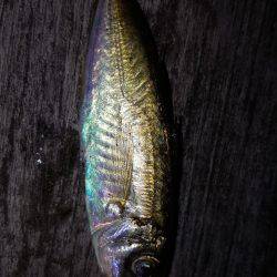 台風去った！アジング！