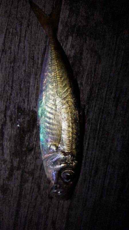 台風去った！アジング！