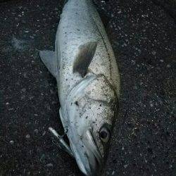 シーバスフィッシング