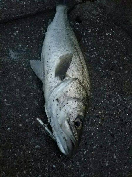 シーバスフィッシング