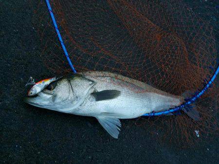 シーバスフィッシング