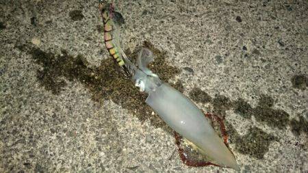 ケンサキエギング