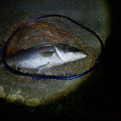 シーバスフィッシング