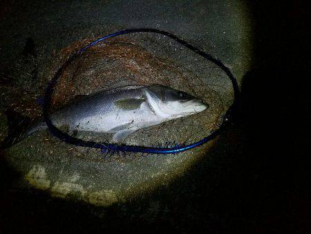 シーバスフィッシング