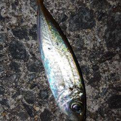 五目ならず爆風苦戦