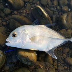 メッキことエバことロウニンアジ