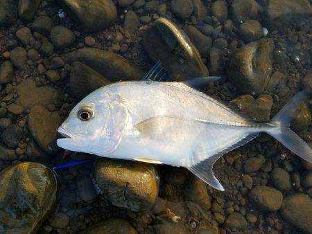 メッキことエバことロウニンアジ