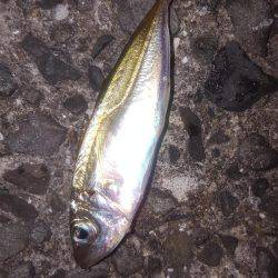 アジ調査！激渋！アタリなし！